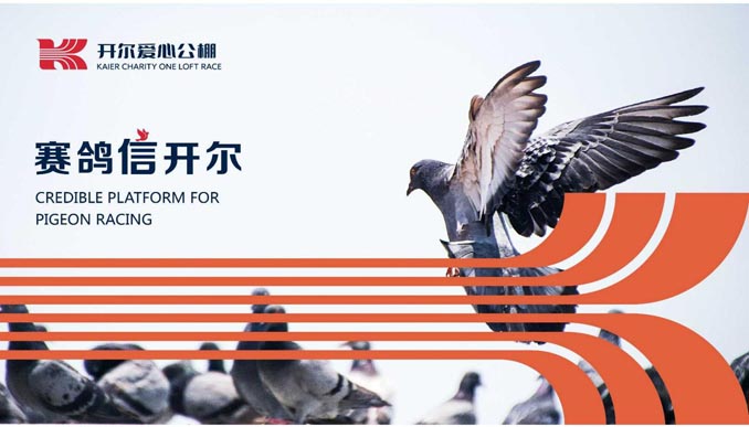 開(kāi)爾鴿業(yè)品牌全案服務(wù)