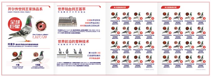 開(kāi)爾鴿業(yè)品牌全案服務(wù)