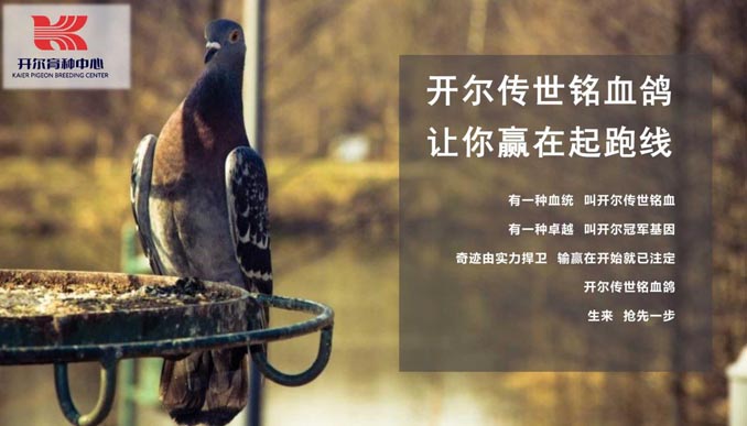 開(kāi)爾鴿業(yè)品牌全案服務(wù)